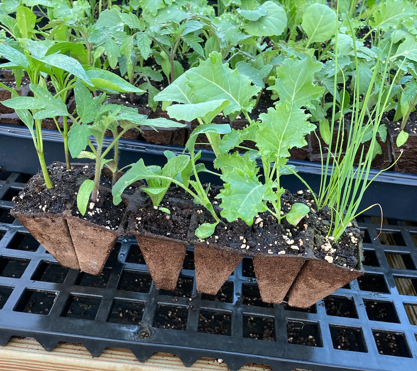 Garden in a Tray- 12 Organic Vegetable Seedlings