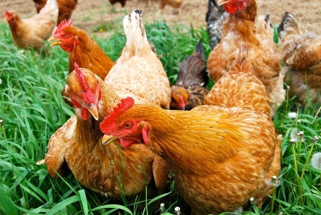 News from the Coop: A Letter from Farmer Elizabeth