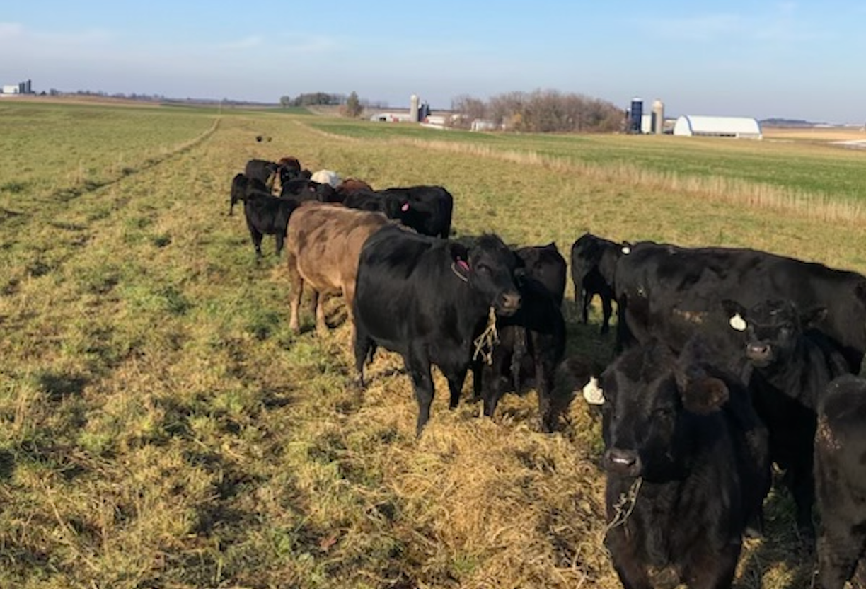 Lunch on the Pasture: Update from Farmer Craig