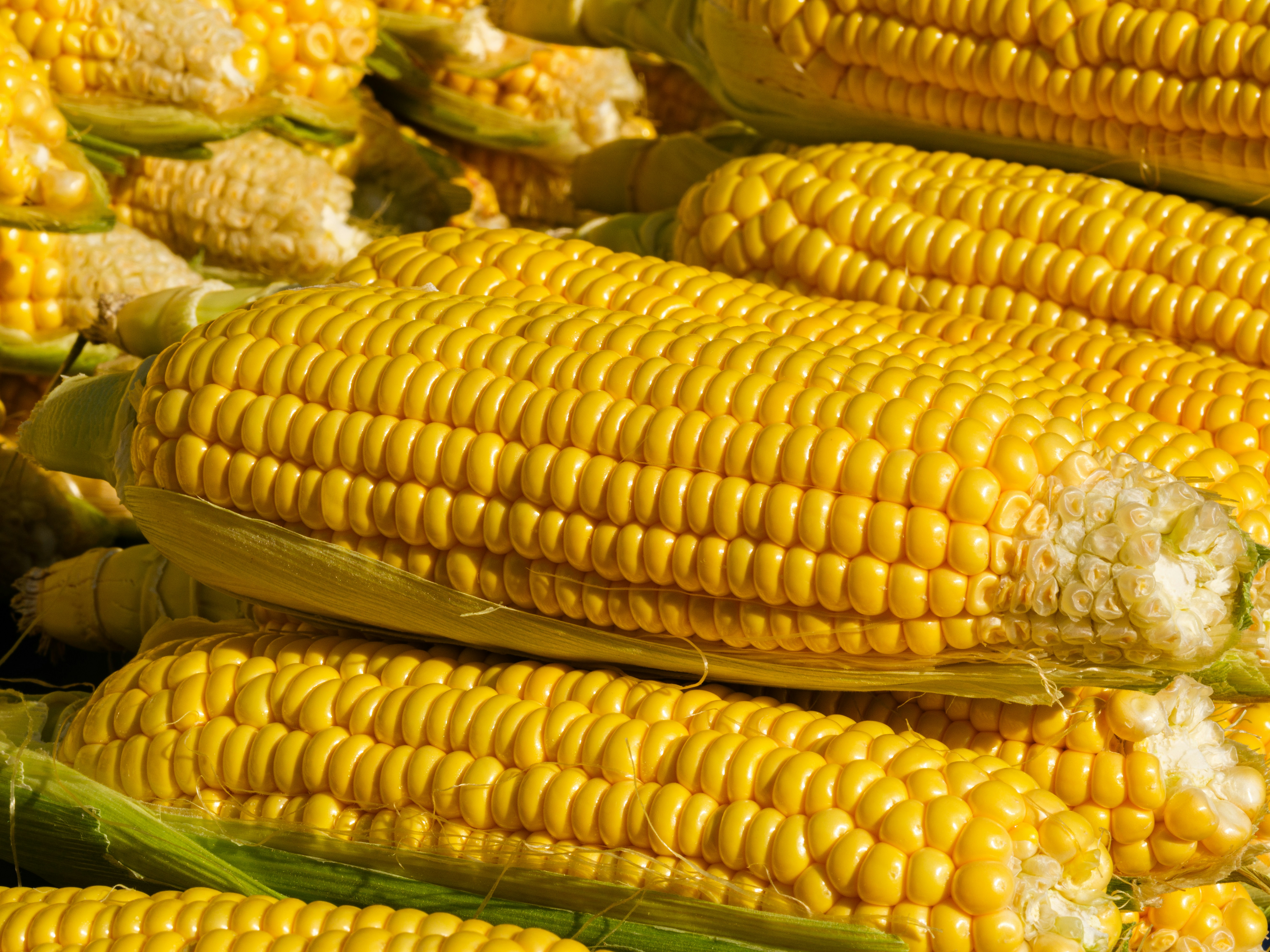 Local & Organic Sweet Corn Now Available to Order