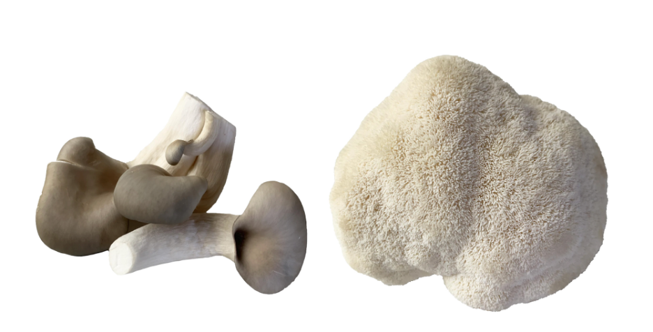 February Mushrooms