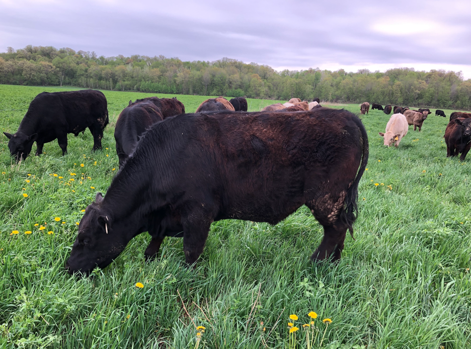 Rotational Grazing 101: How TC Farm Meat Makes a Positive Impact