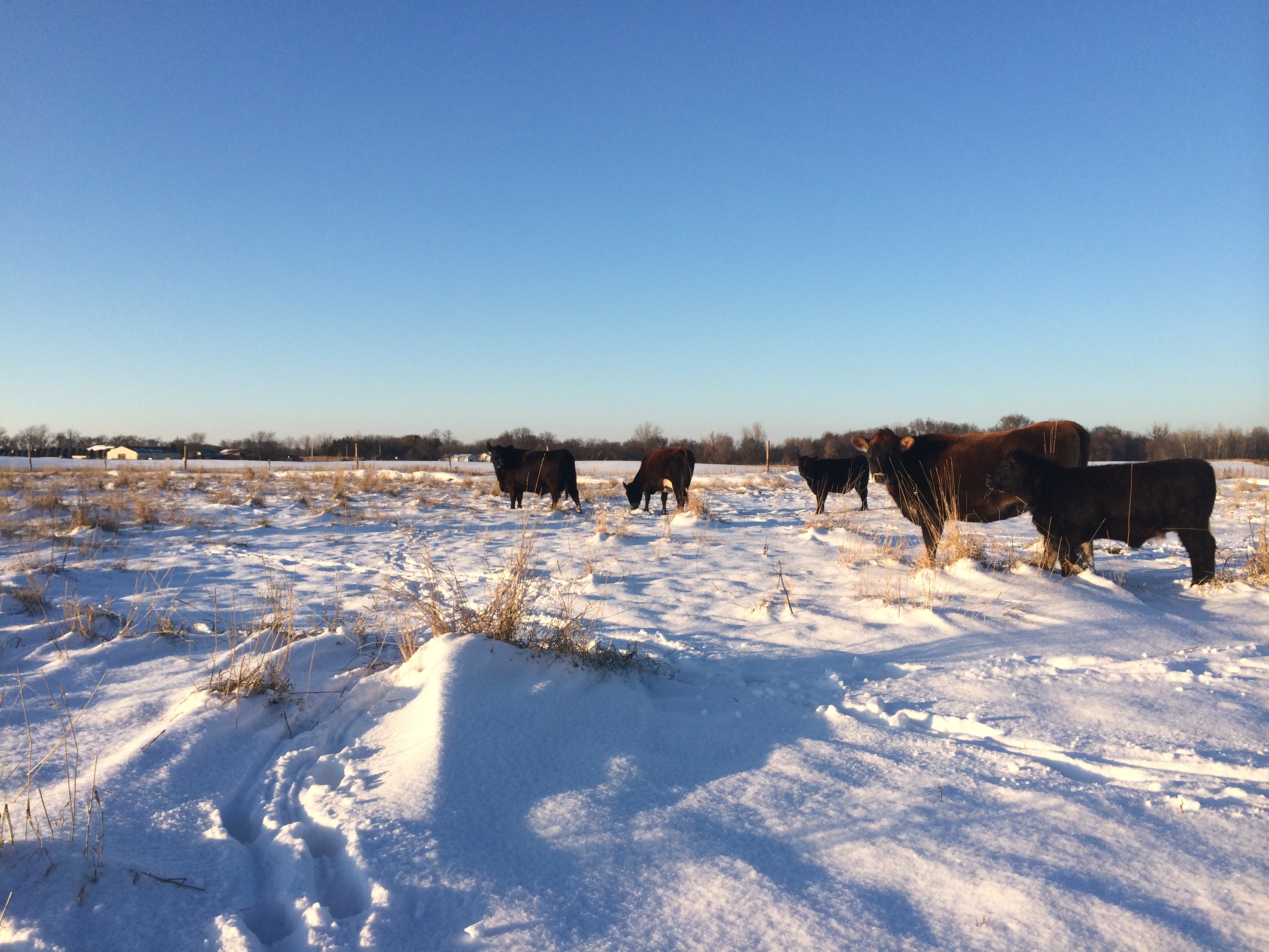 Winter on the Farm