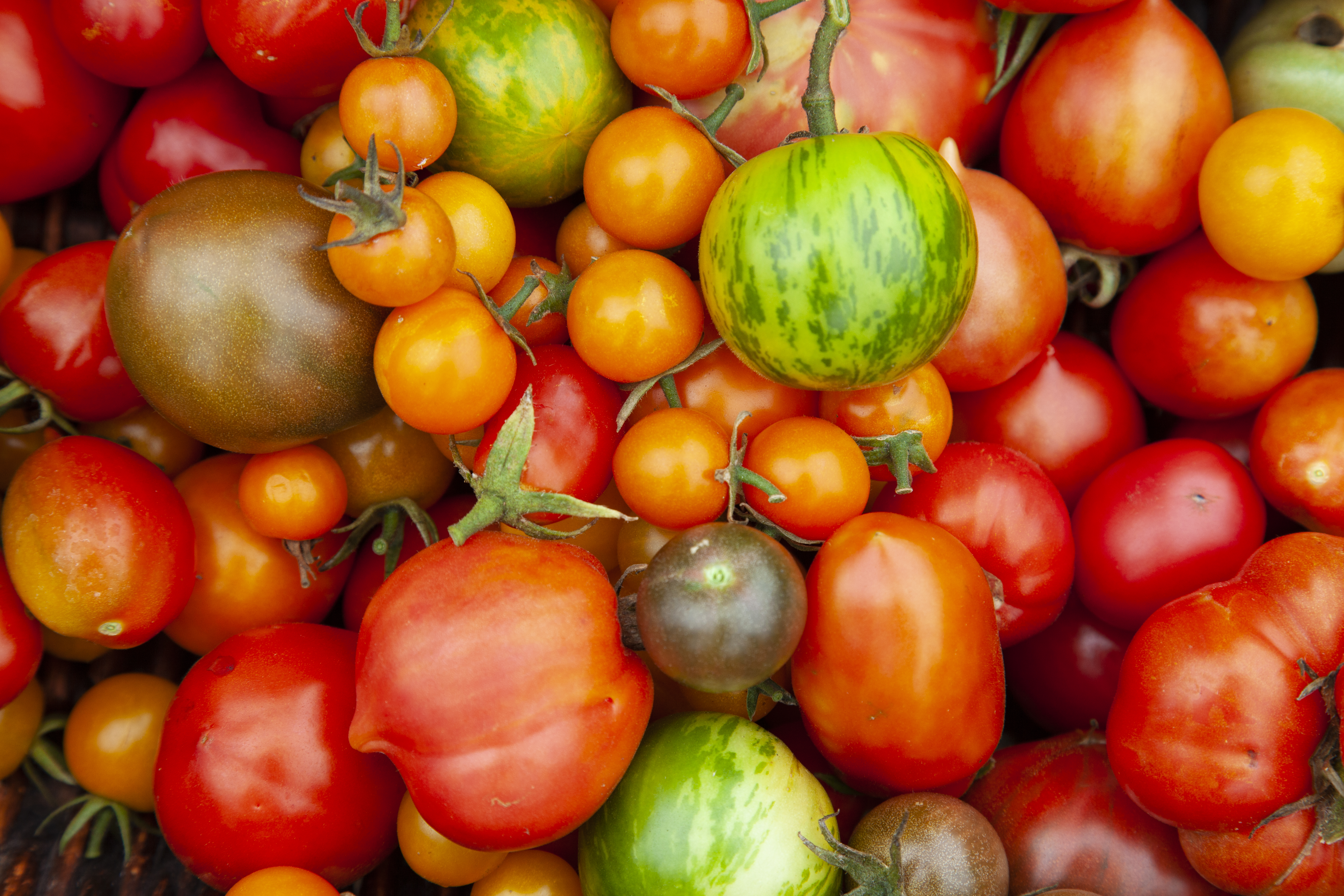 Local Tomatoes In Season Now