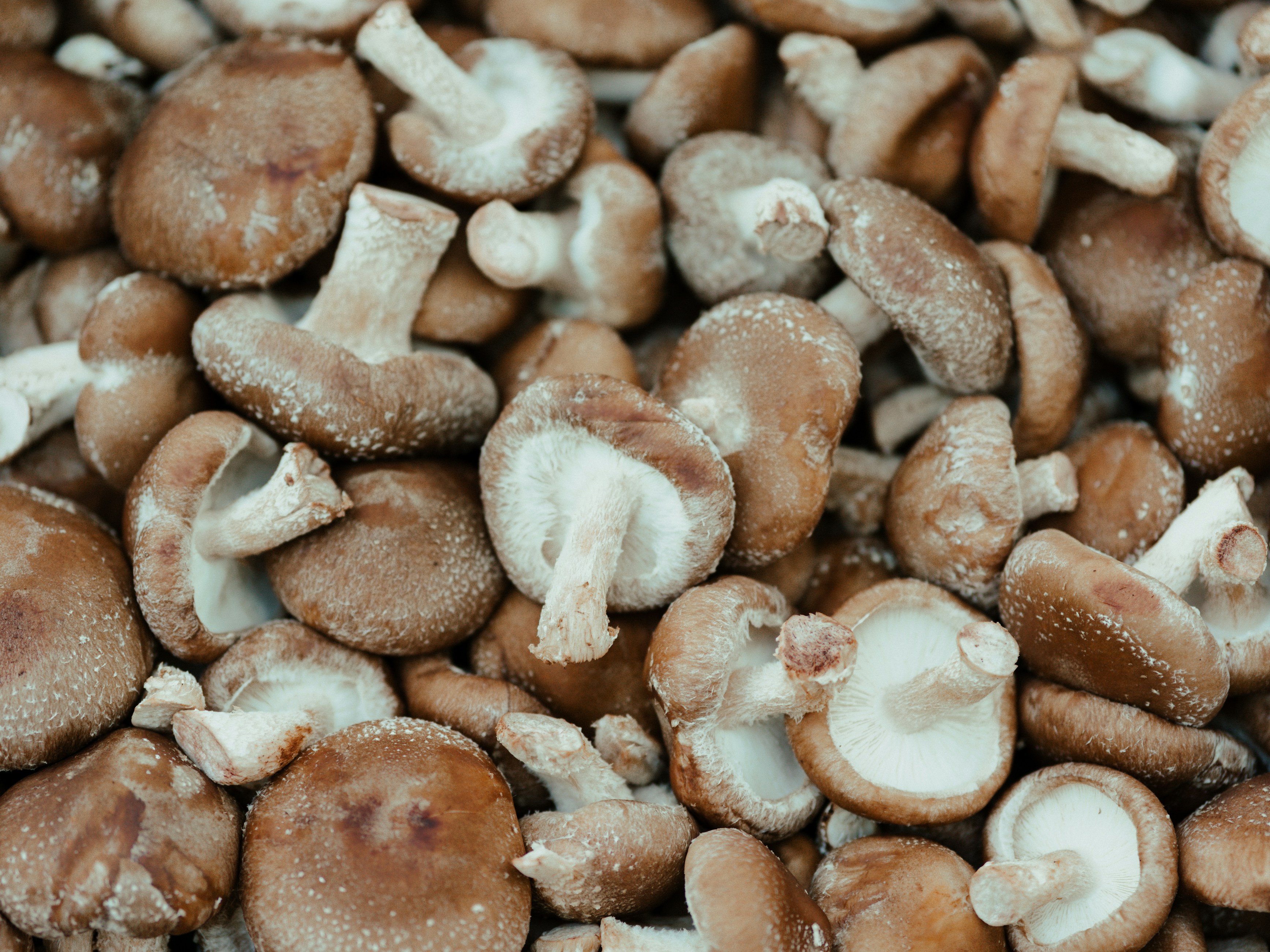 April Mushrooms