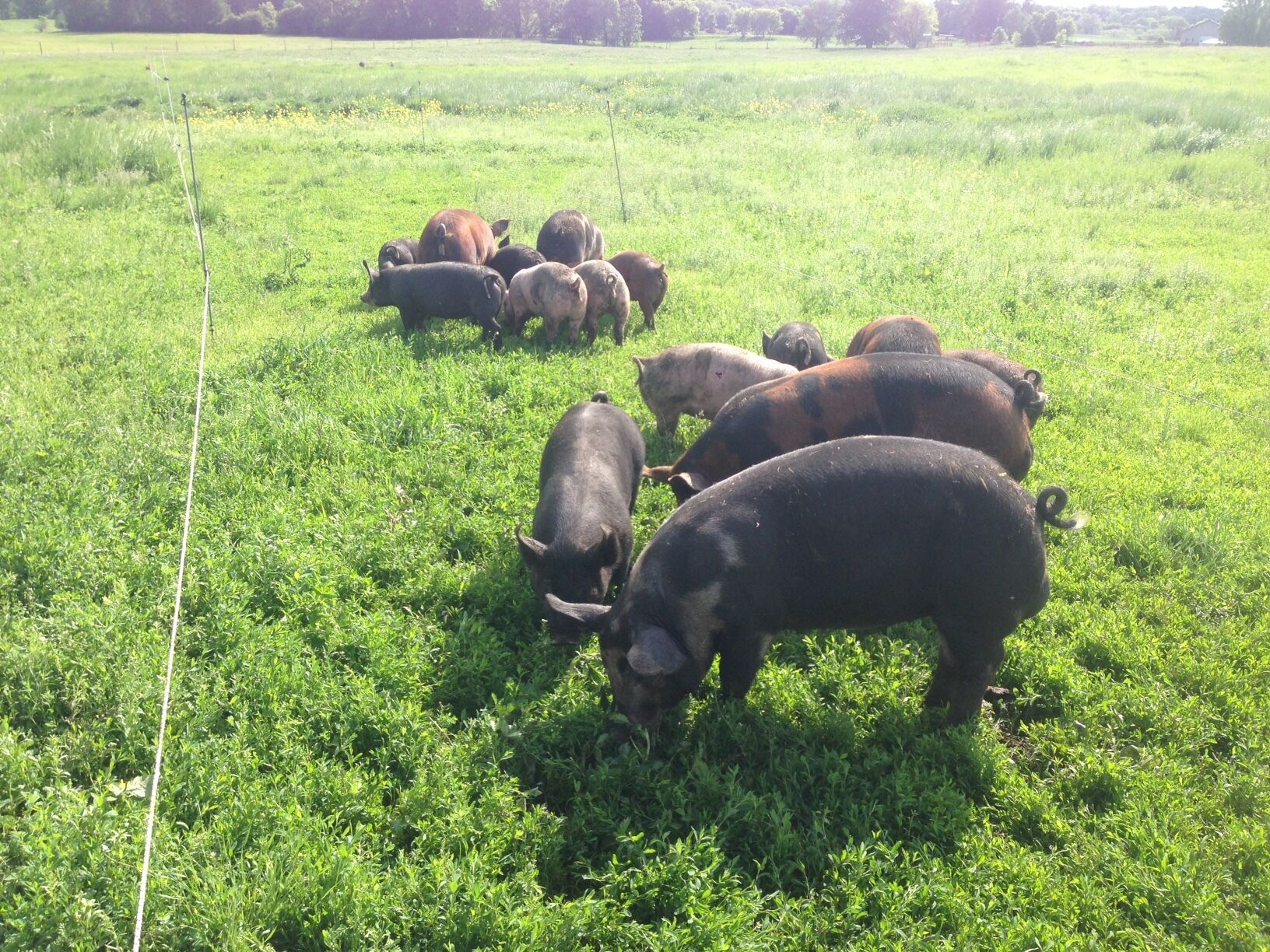 What's So Special About TC Farm Pork?
