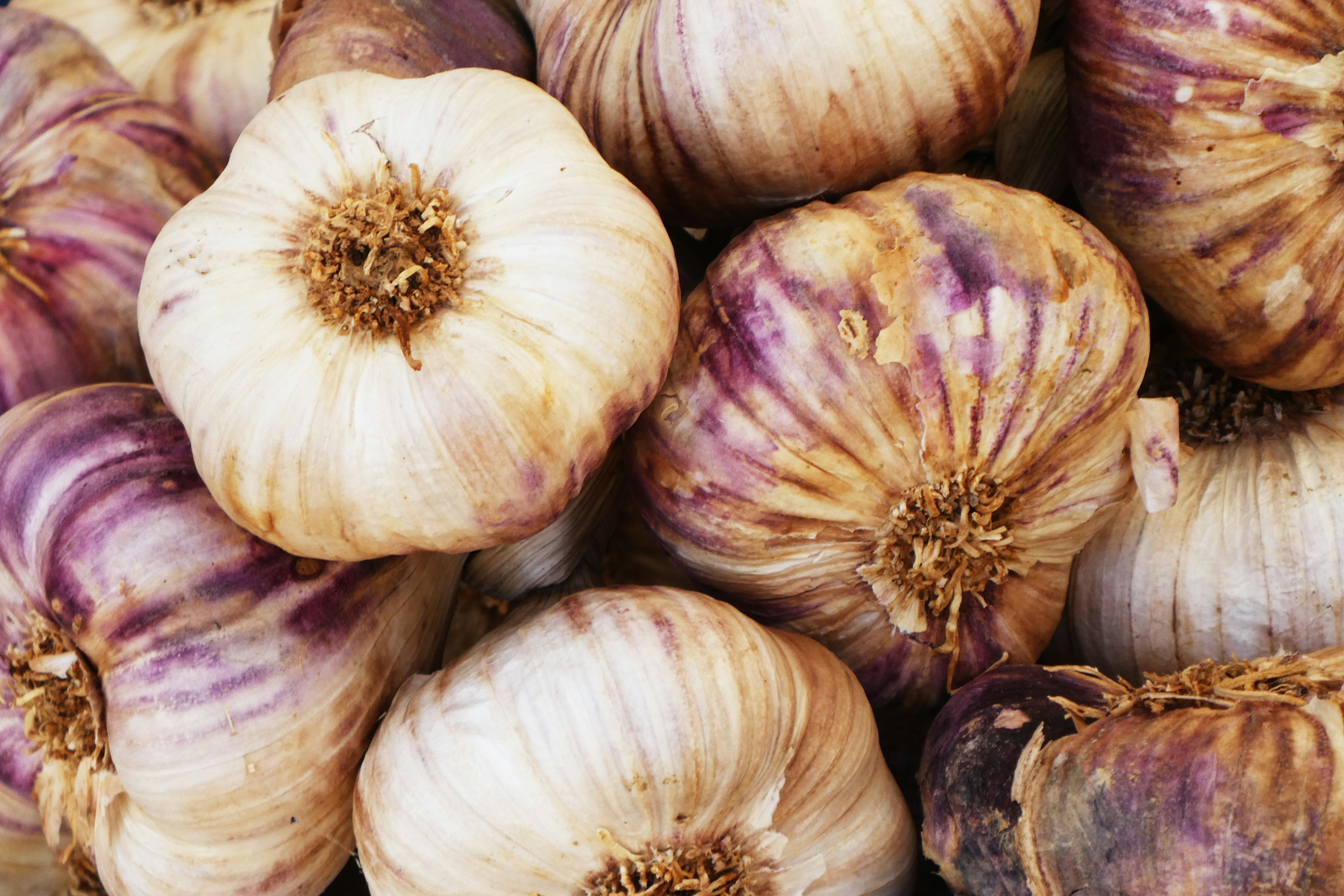 Local Garlic Back in Season