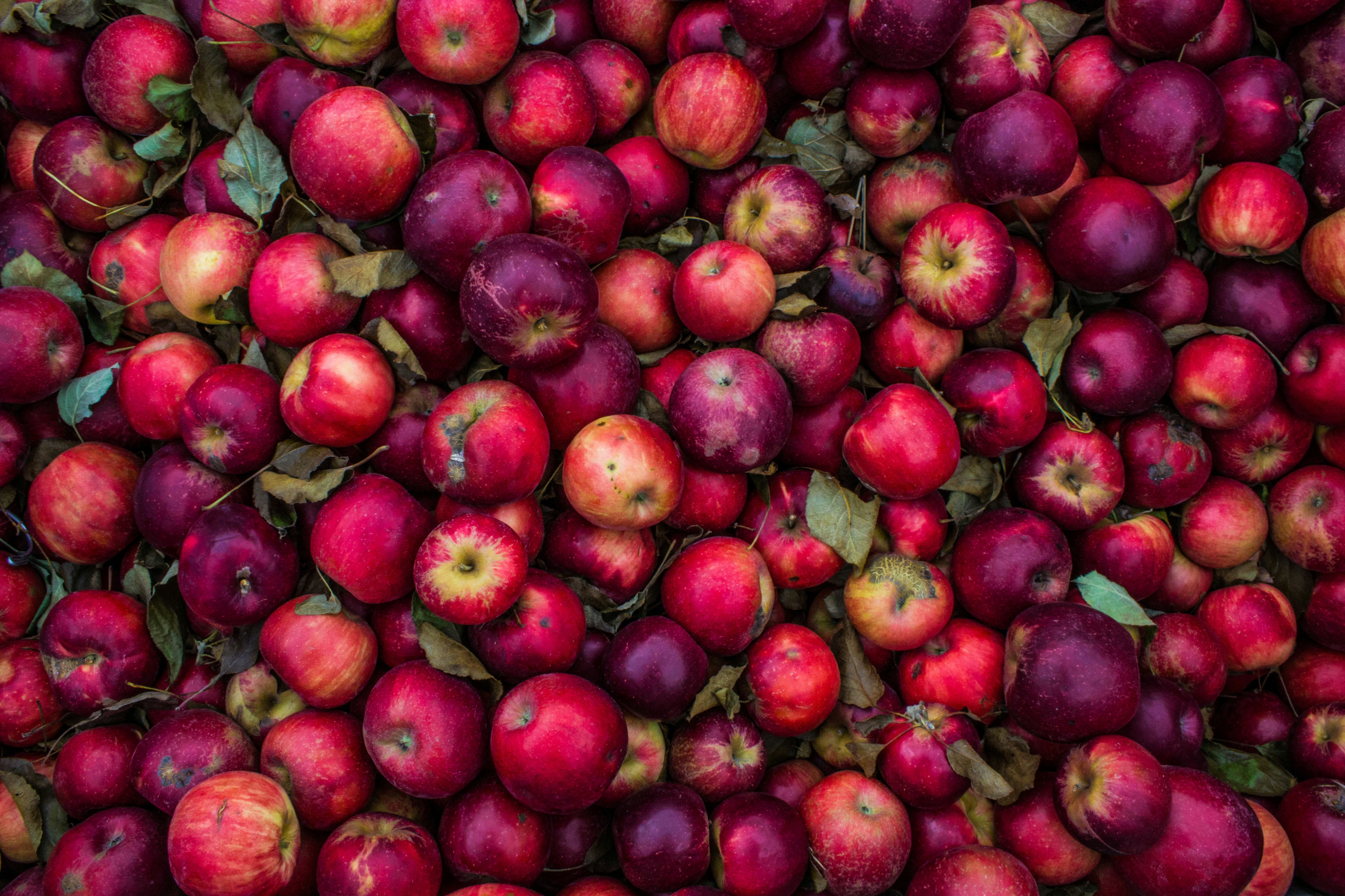 Local, Organic Minnesota Apples