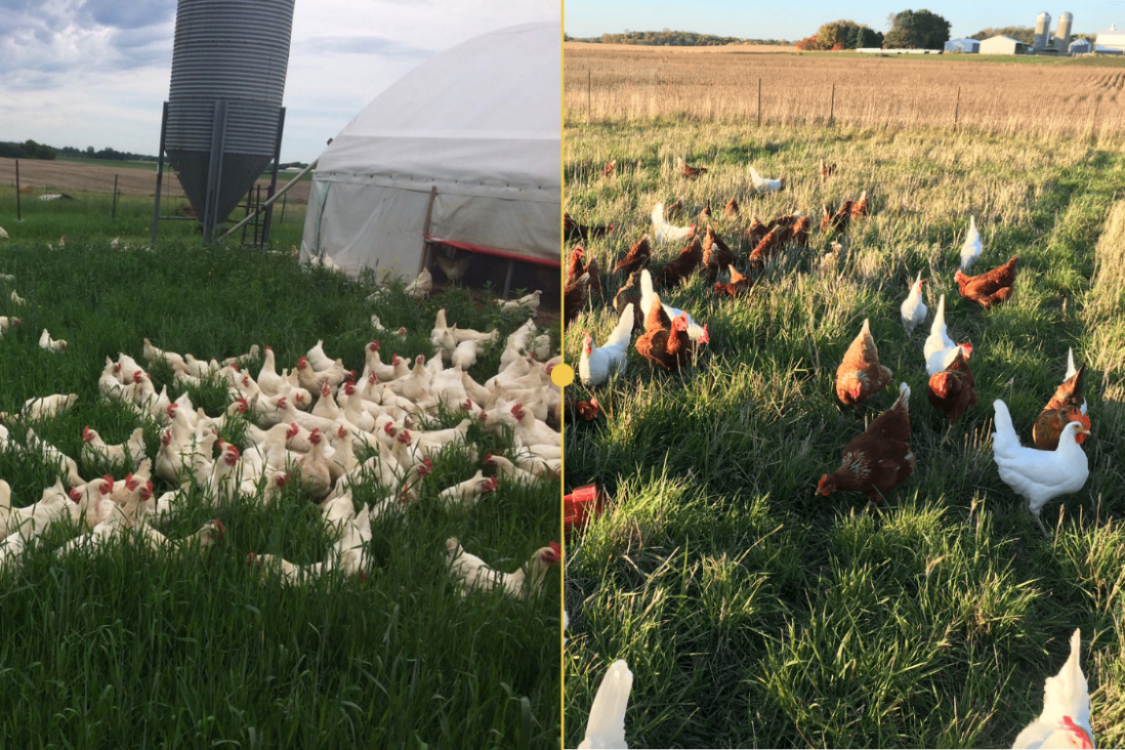 Cornish v.s. Red Ranger Chickens