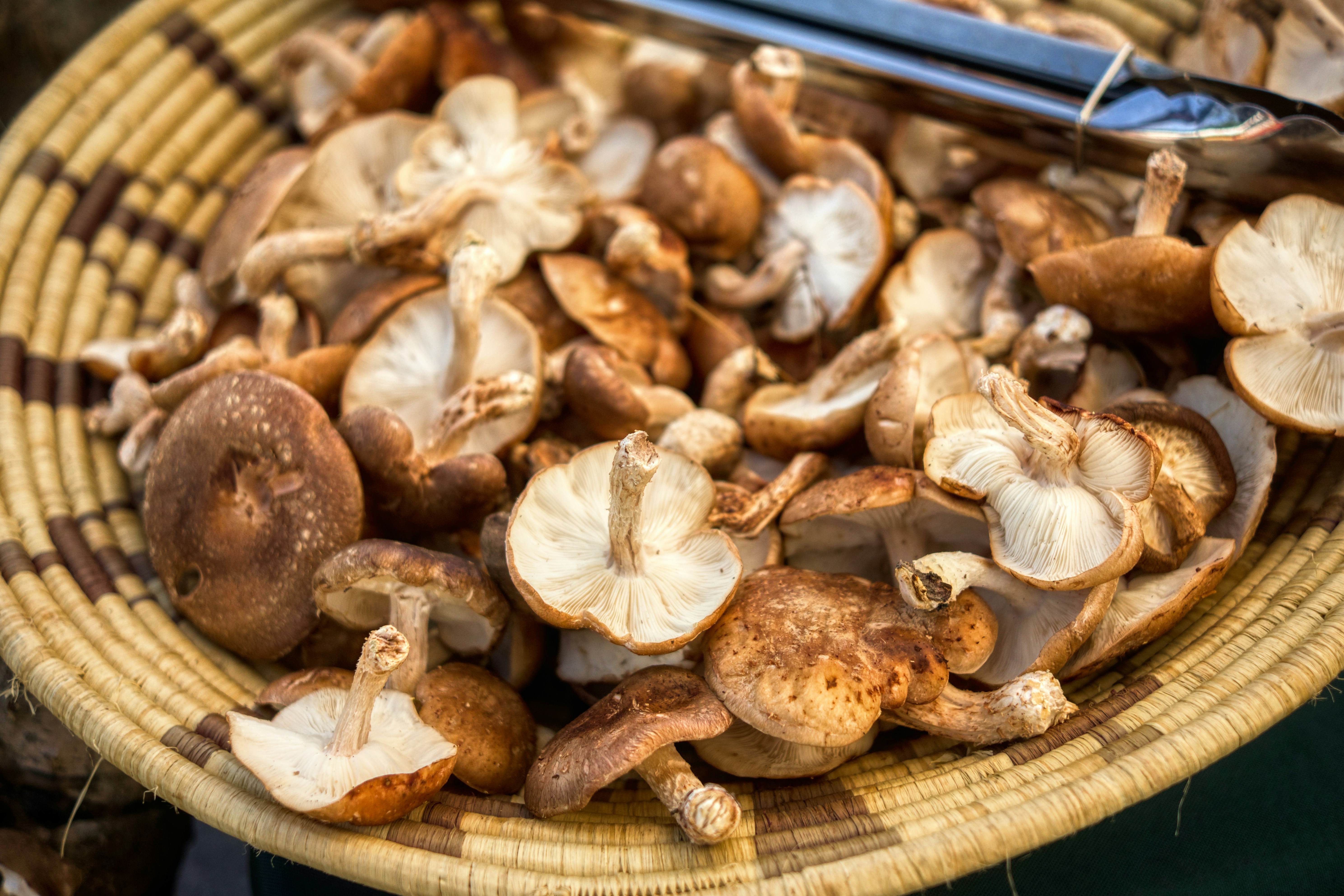 TC Farm Mushrooms: Explore New Varieties Each Month