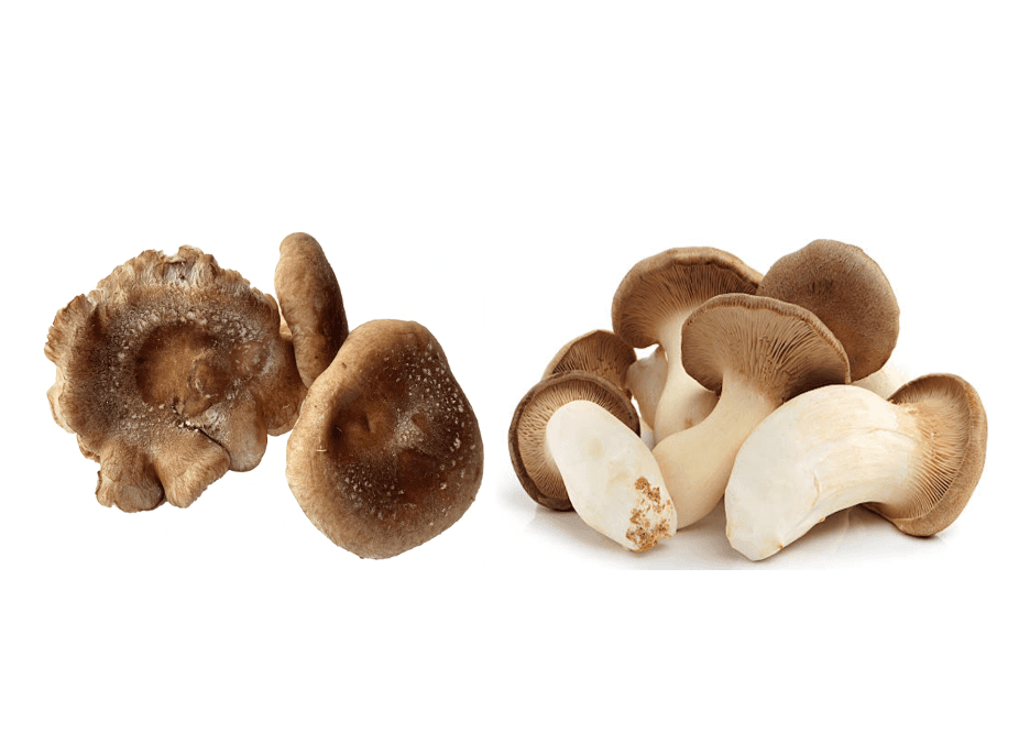 January Mushrooms